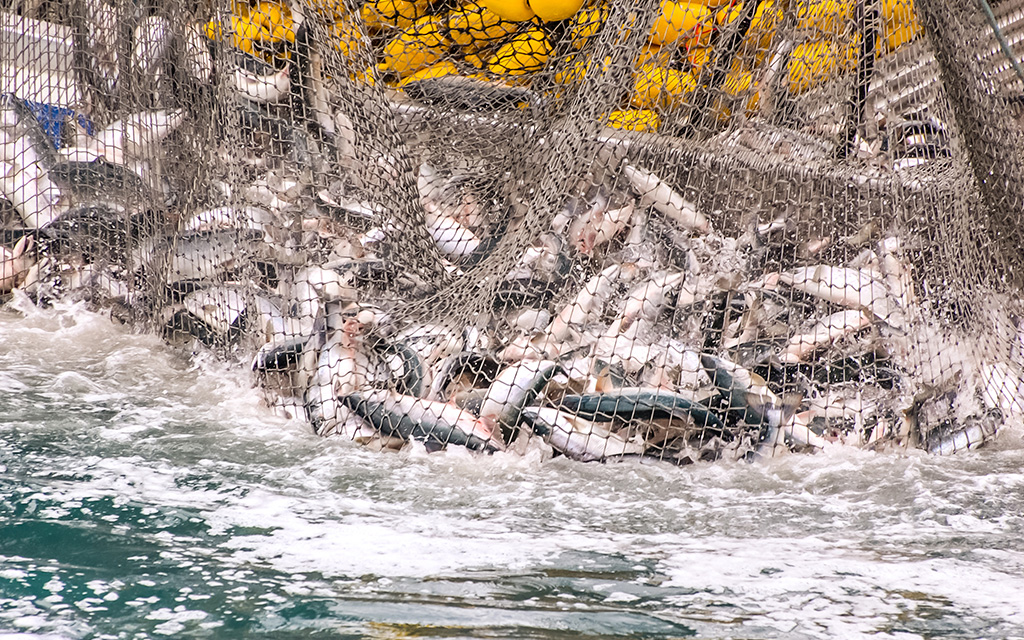 Commercial fishing